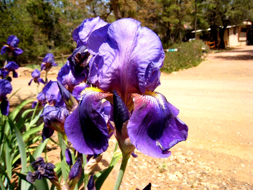 Purple Iris