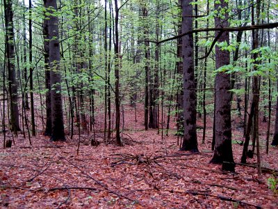 Somber Woods