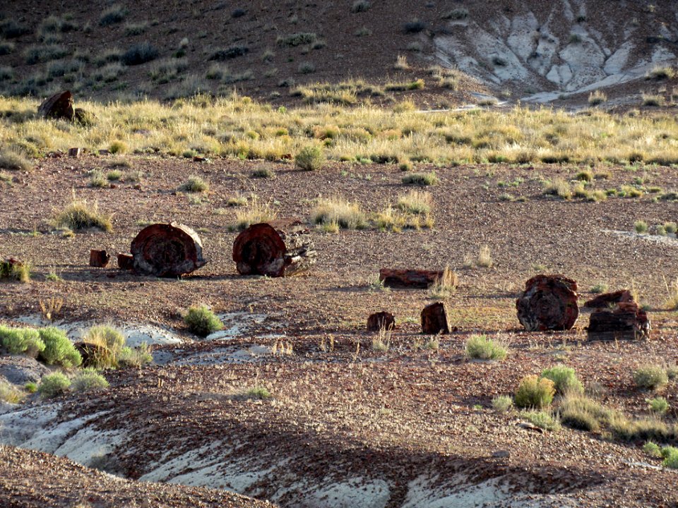 Jasper Forest at Petrified Forest NP in Arizona