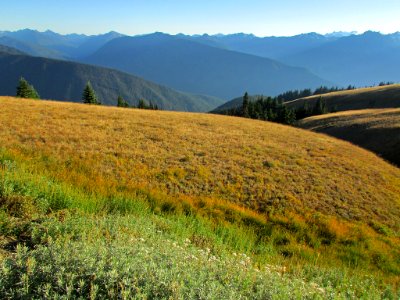 Hurricane Ridge at Olympic NP in Washington