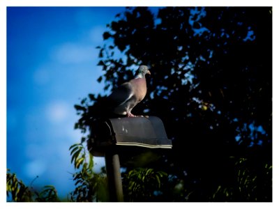 Pigeon on Street Lantern