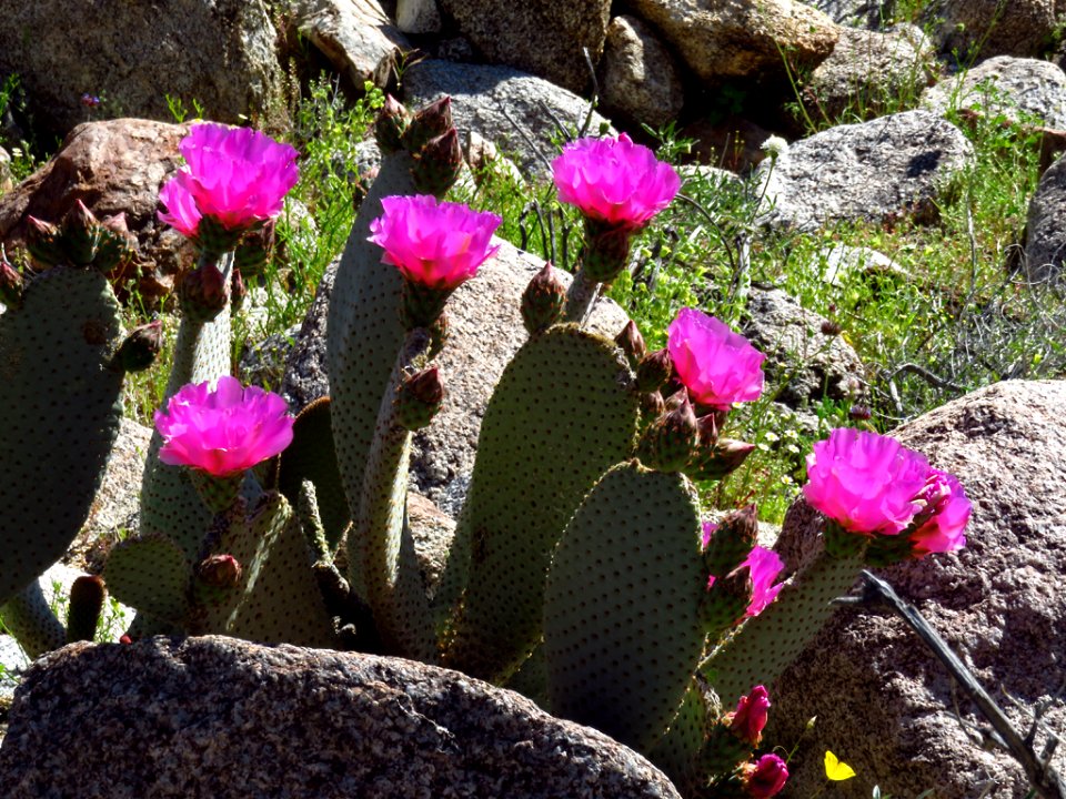 Wildflowers at Anza-Borrego Desert SP in CA