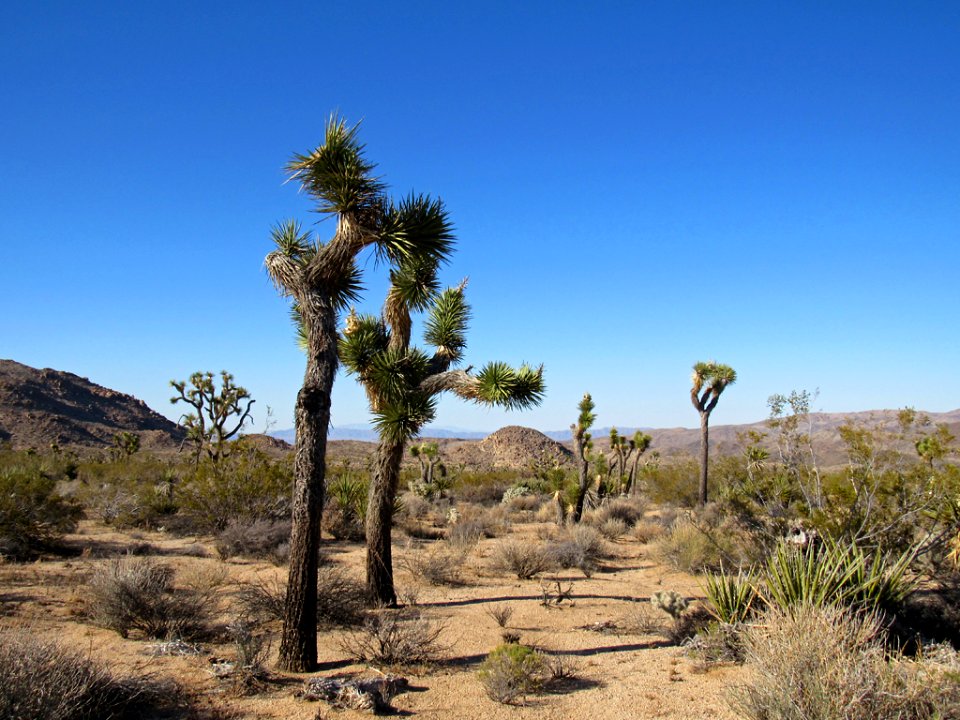 Joshua Tree NP in California photo