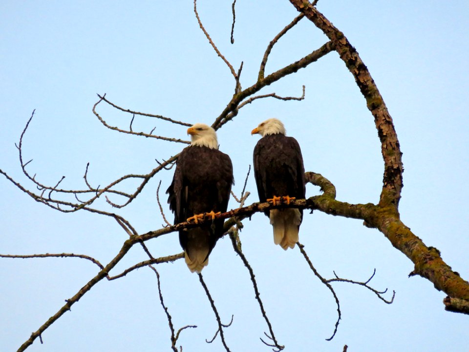 Eagles near Columbia River in Vancouver, WA