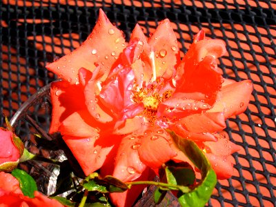 Rosy