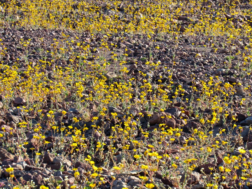 Wildflower Super Bloom at Death Valley NP in CA