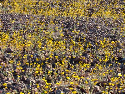 Wildflower Super Bloom at Death Valley NP in CA