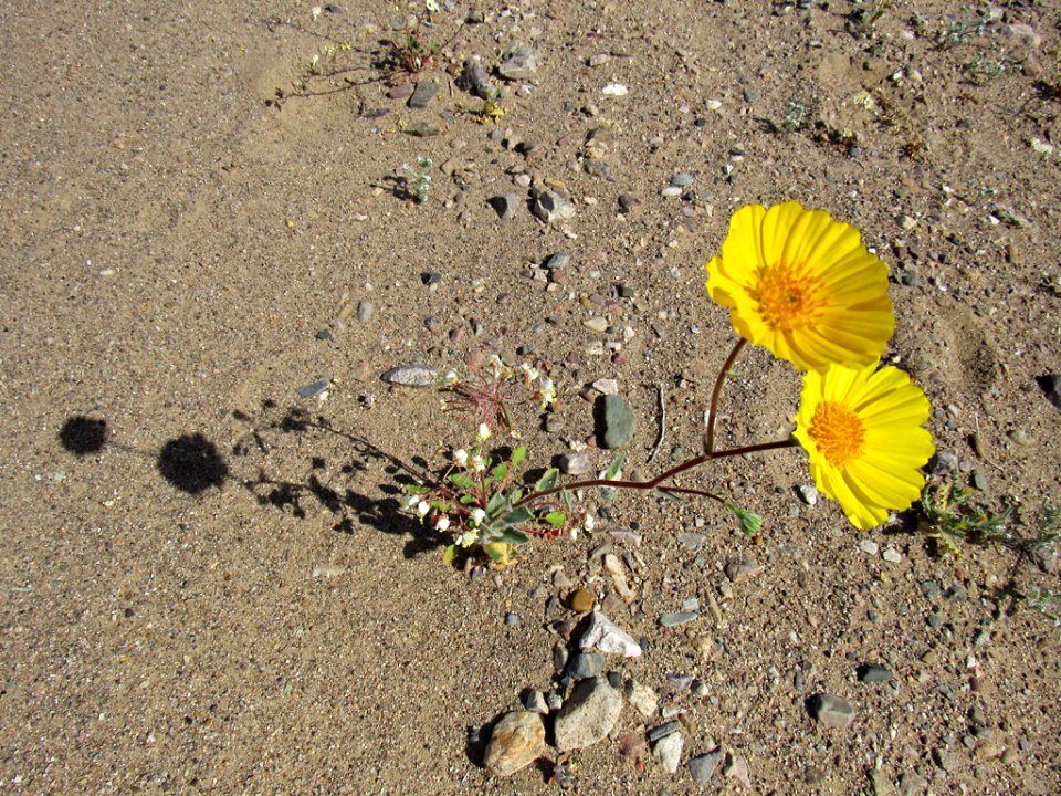 Wildflower Super Bloom at Death Valley NP in CA