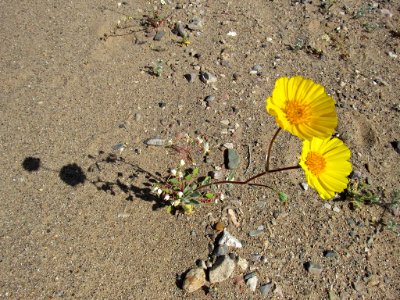 Wildflower Super Bloom at Death Valley NP in CA