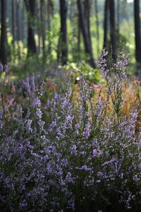 Heather undergrowth forest