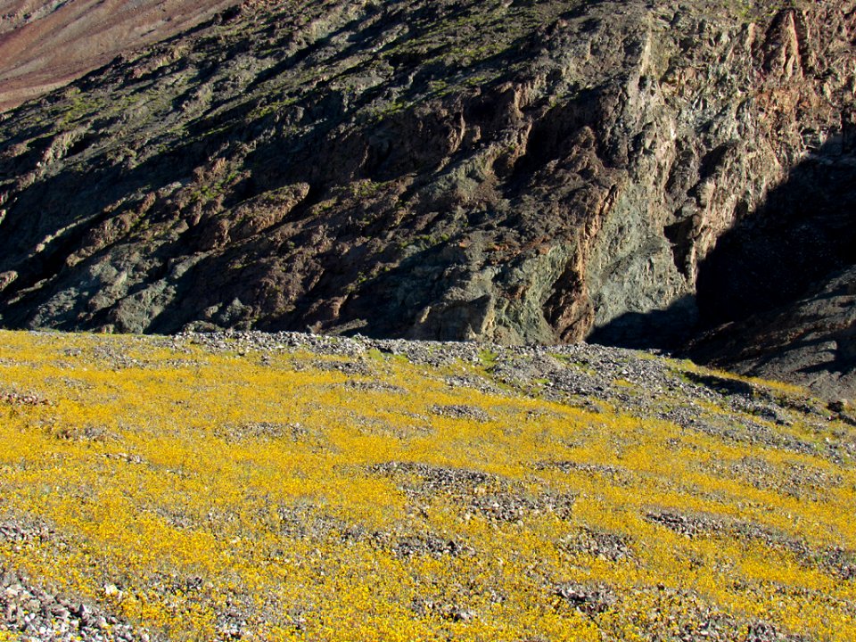 Wildflower Super Bloom at Death Valley NP in CA