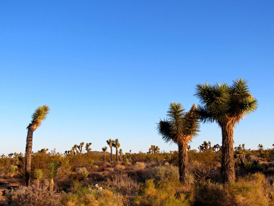 Joshua Tree NP in California photo