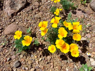 Organ Pipe Cactus NM in AZ photo