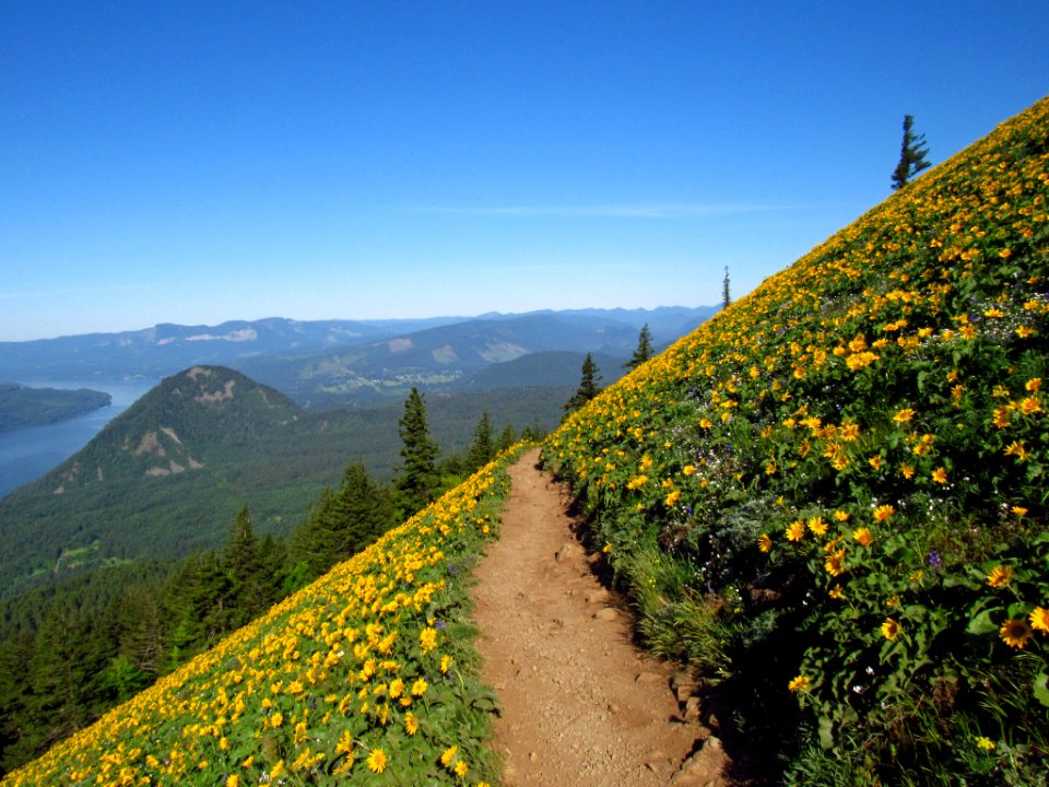 Wildflowers on Dog Mountain Trail in WA