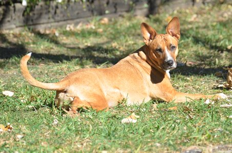 Canine breed doggy photo