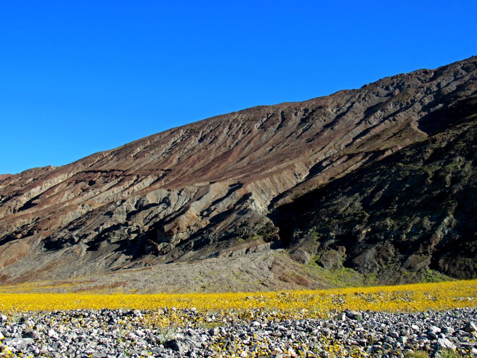 Wildflower Super Bloom at Death Valley NP in CA