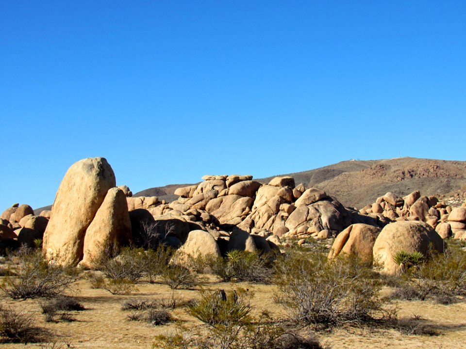 Joshua Tree NP in California photo