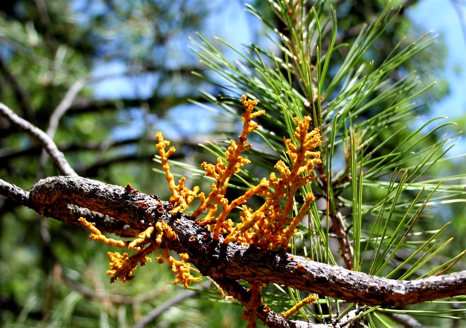 Parasite Growing on Pine