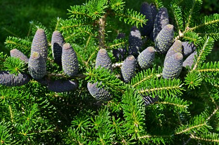 Iglak pine cone plant photo