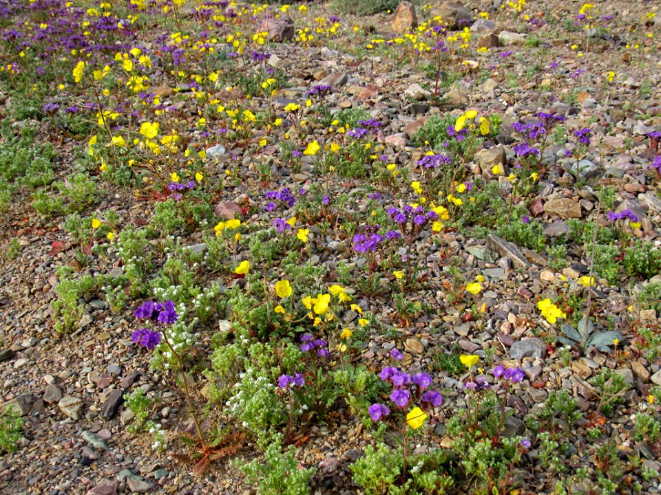 Wildflower Super Bloom at Death Valley NP in CA