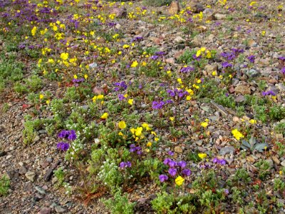 Wildflower Super Bloom at Death Valley NP in CA