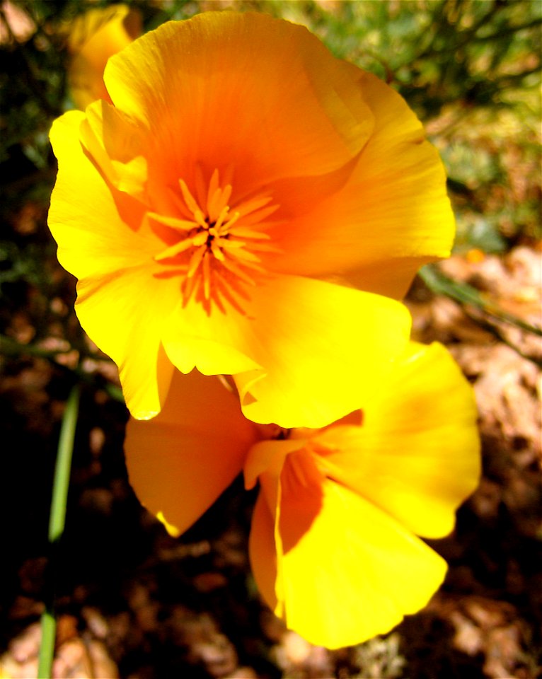 Poppy Megaphones