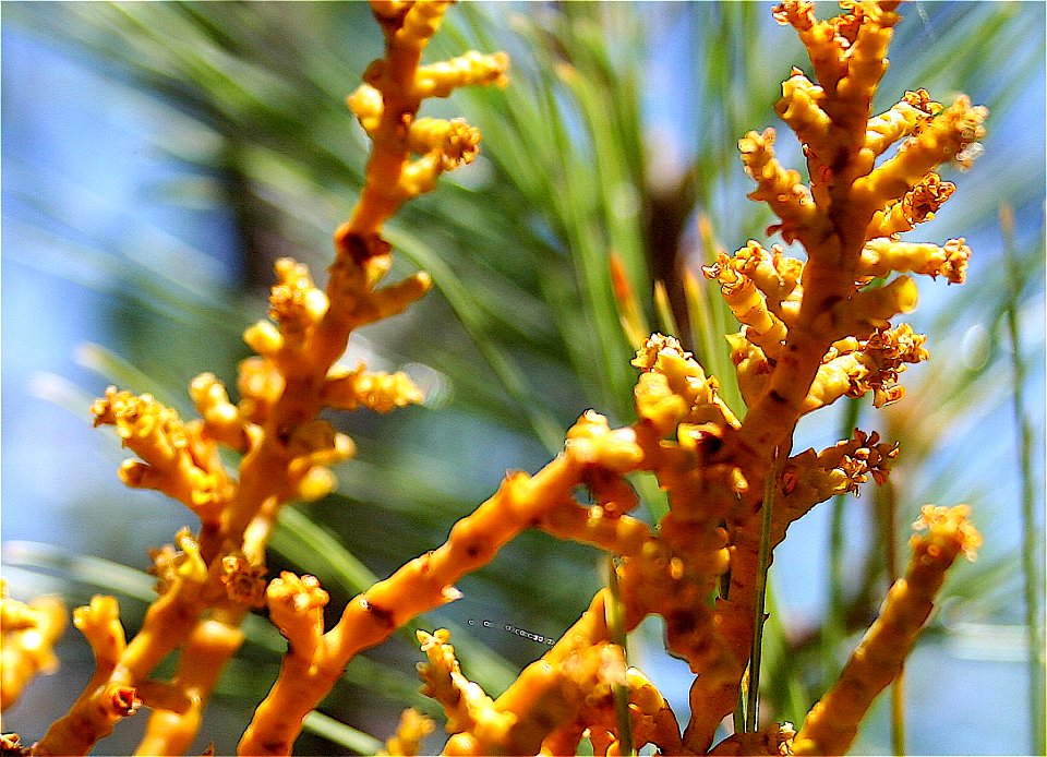 Parasite Growing on Pine