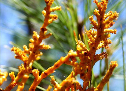 Parasite Growing on Pine
