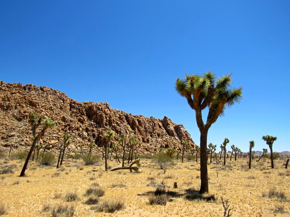 Joshua Tree NP in California photo