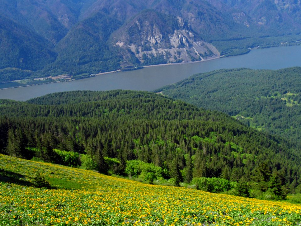 Wildflowers on Dog Mountain Trail in WA