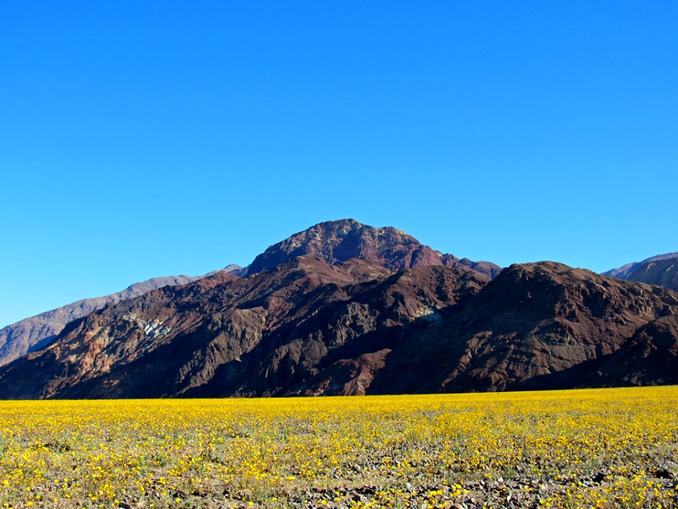 Wildflower Super Bloom at Death Valley NP in CA