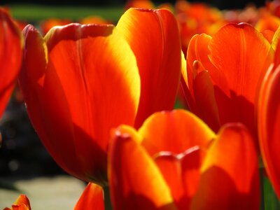 Floral blooming plants photo