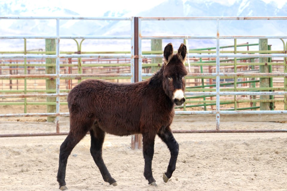 5549  2 Year Old Grey Gelded Jack (2)