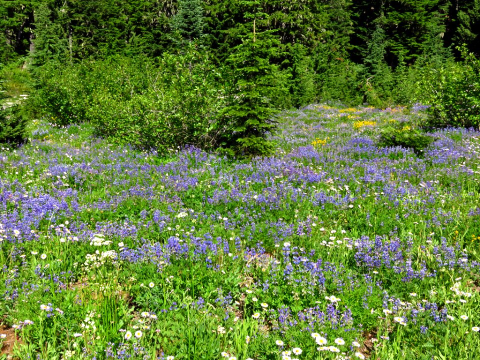 Wildflowers at Mt. Rainier NP in WA