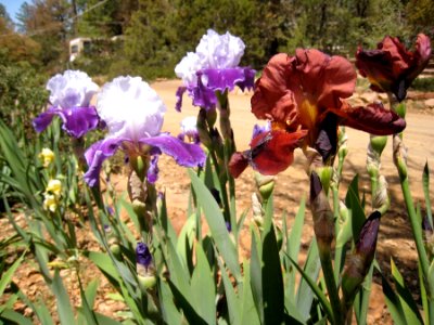 Red / Purple-White Irises photo
