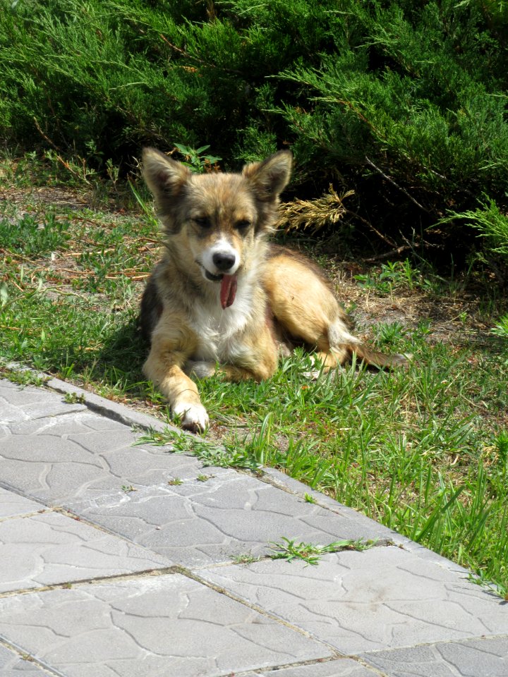 This dogs tongue does not look good Chernobyl exclusion zone Ukraine