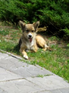 This dogs tongue does not look good Chernobyl exclusion zone Ukraine