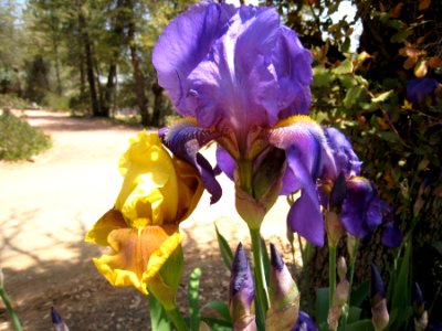 Yellow and Purple Iris photo