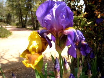 Yellow and Purple Iris
