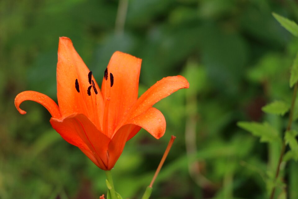 Plant nature garden