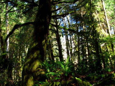 Forest at God's Thumb Hike in OR