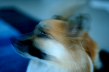 Dog Blur photo