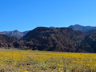 Wildflower Super Bloom at Death Valley NP in CA