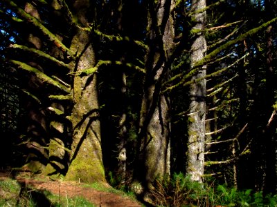Forest at God's Thumb Hike in OR