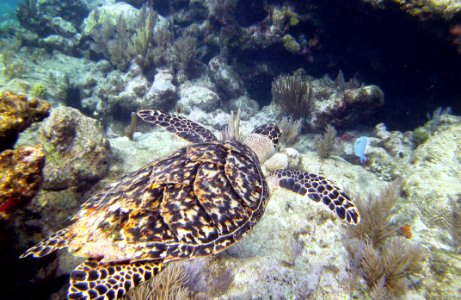 Turtle eye view Molassas Reef Key Largo photo