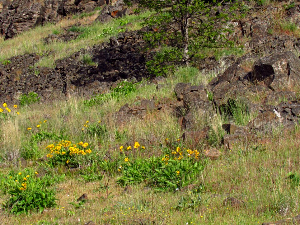 Crawford Oaks Trail at Columbia Hills SP in WA