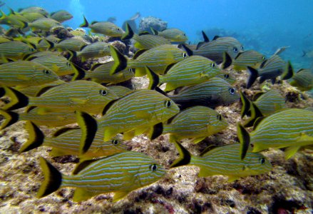 Fish in LIne Molassass Reef Key Largo photo