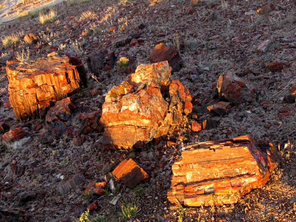 Crystal Forest at Petrified Forest NP in Arizona