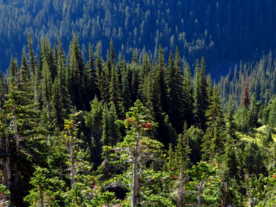 Burroughs Mt. Trail at Mt. Rainier NP in WA