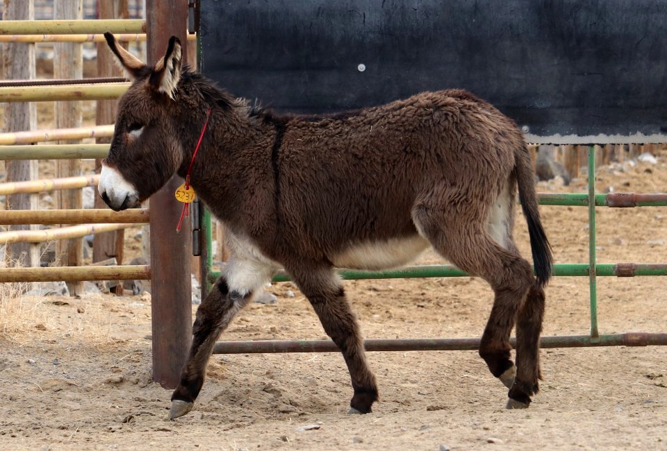 5231 2 Year Old Grey Gelded Jack (4)